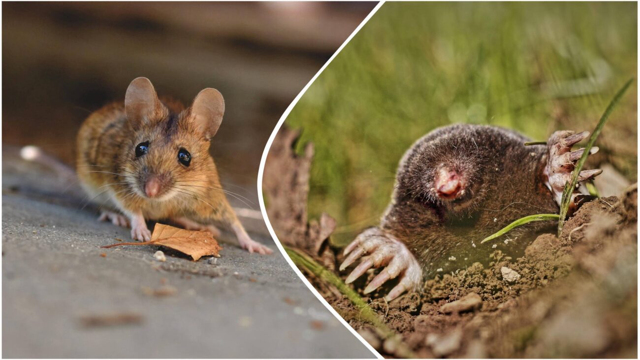 Городники розповіли, як надійно захистити сад від гризунів та кротів