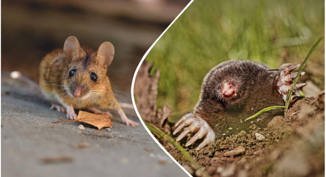 Тиша на грядках: ось як я позбулася гризунів на дачній ділянці – цей 1 чудо-засіб миттєво прогнав шкідників 