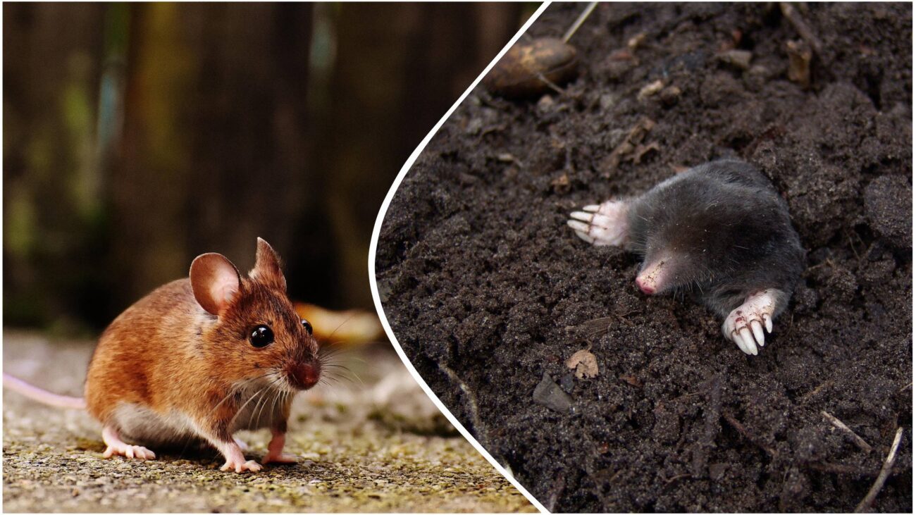 Городники розповіли, як надійно захистити сад від гризунів та кротів