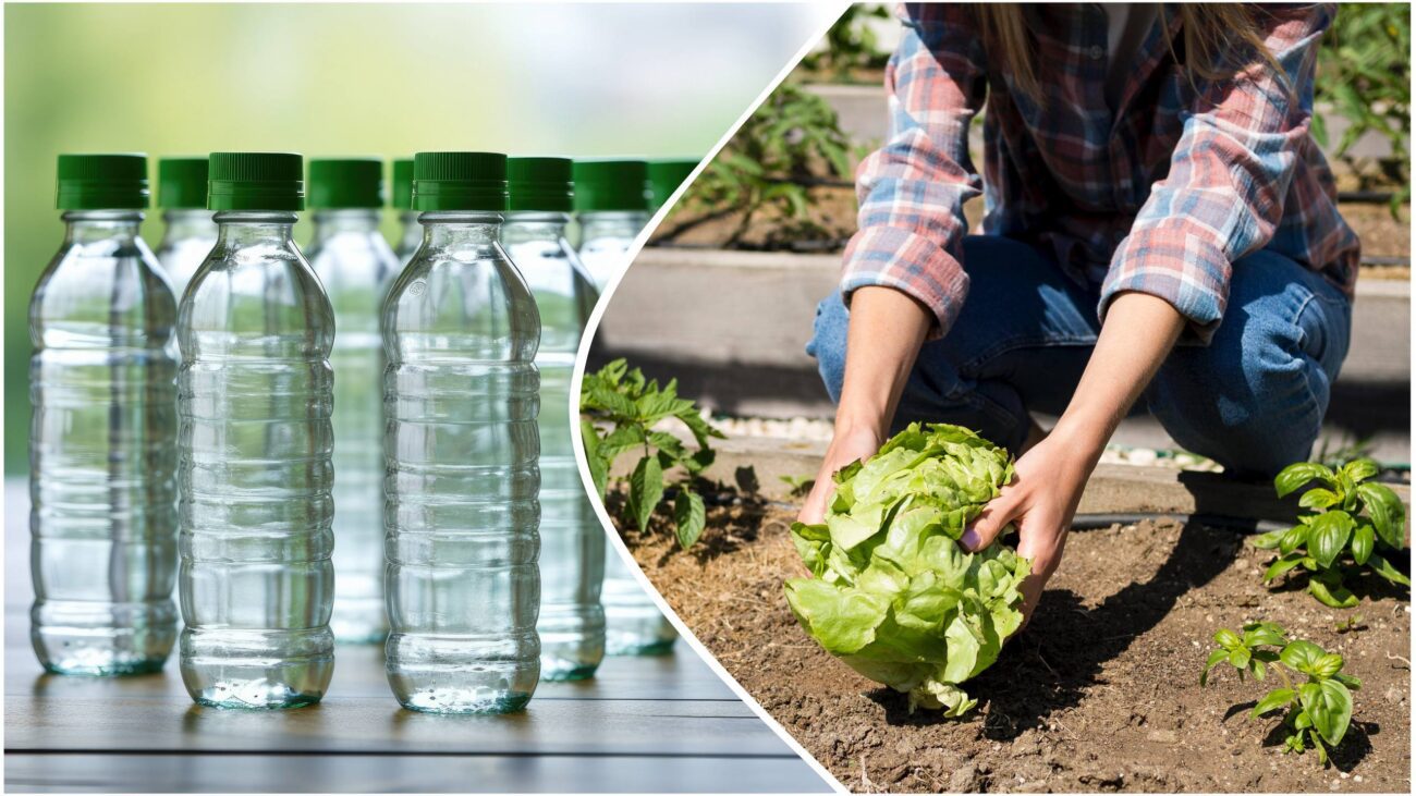 Городники розповіли, навіщо розкладати пляшки з водою на ділянці