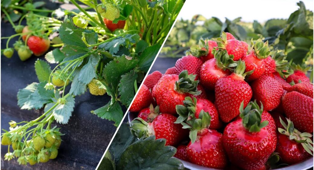 Зимівля без втрат: 4 важливі правила посадки полуниці восени – що варто обов’язково встигнути зробити 