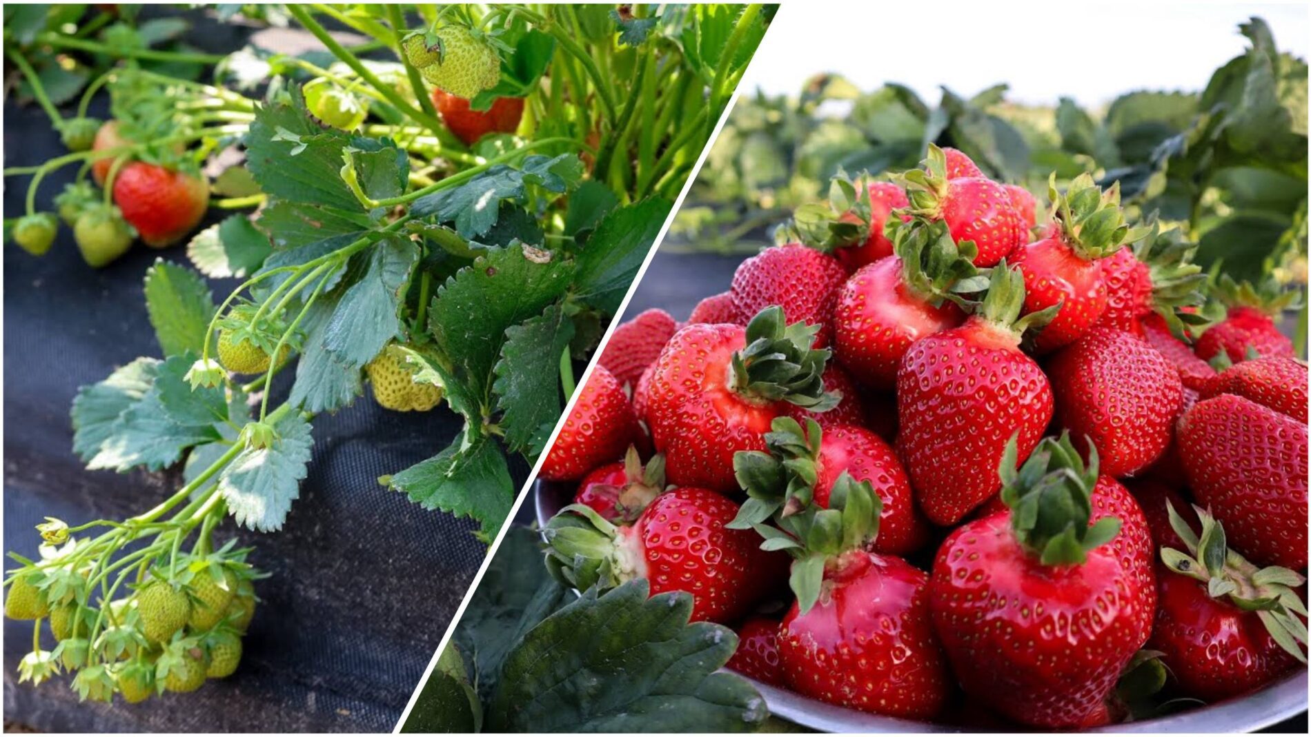 Експерти розповіли про осінню посадку полуниці в саду