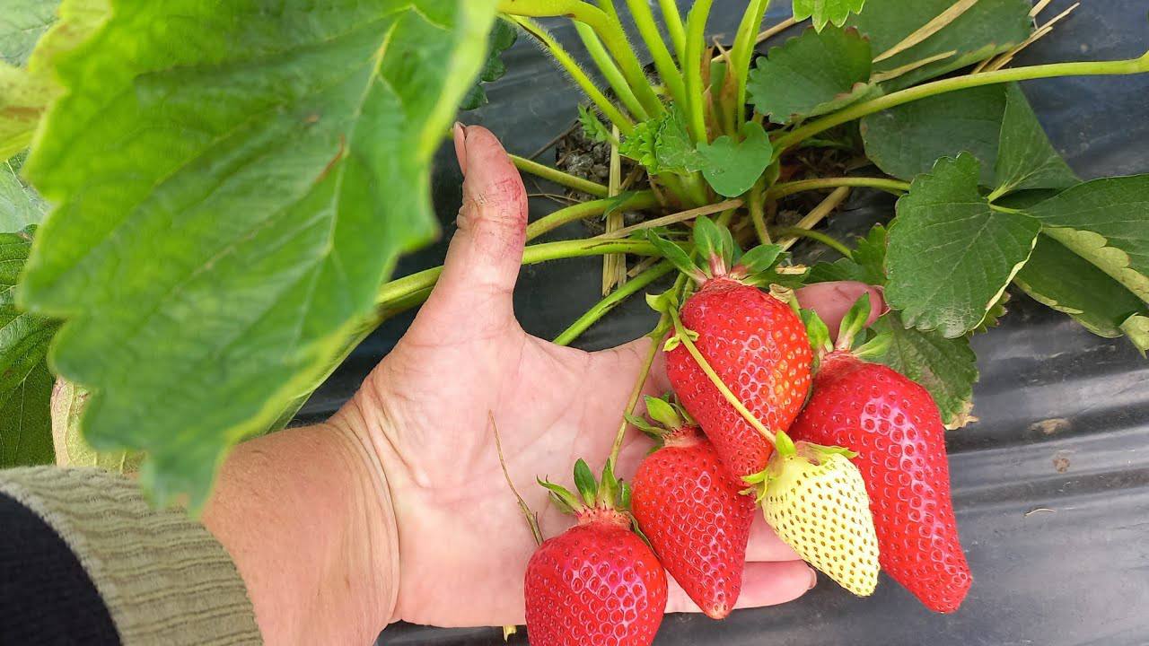 Експерти розповіли, чим підживити восени полуницю
