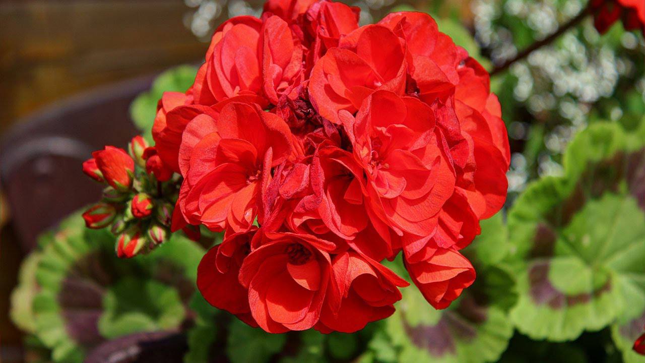 Квітникарі поділилися рецептом підживлення для герані з мінімальними витратами