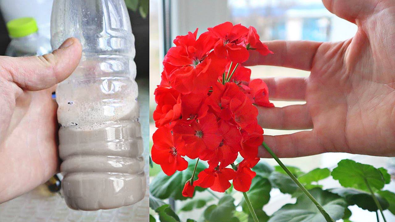 Квітникарі поділилися рецептом підживлення для герані з мінімальними витратами