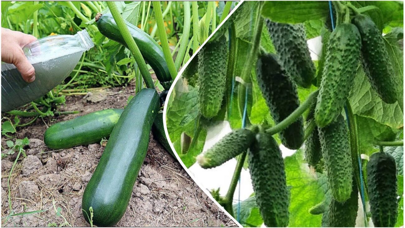 Садівники розповіли, як уберегти кабачки та огірки від гнилі