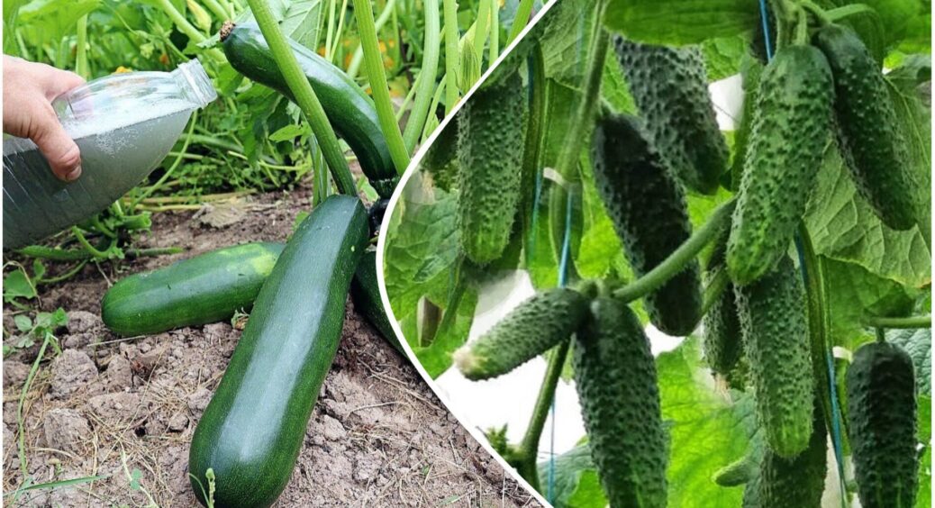 Не дайте їм просто згнити на грядці: врятуйте врожай кабачків та огірків – 4 правила для здорових плодів 