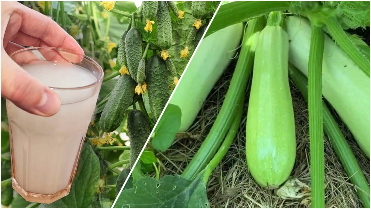 Садівники розповіли, як уберегти кабачки та огірки від гнилі