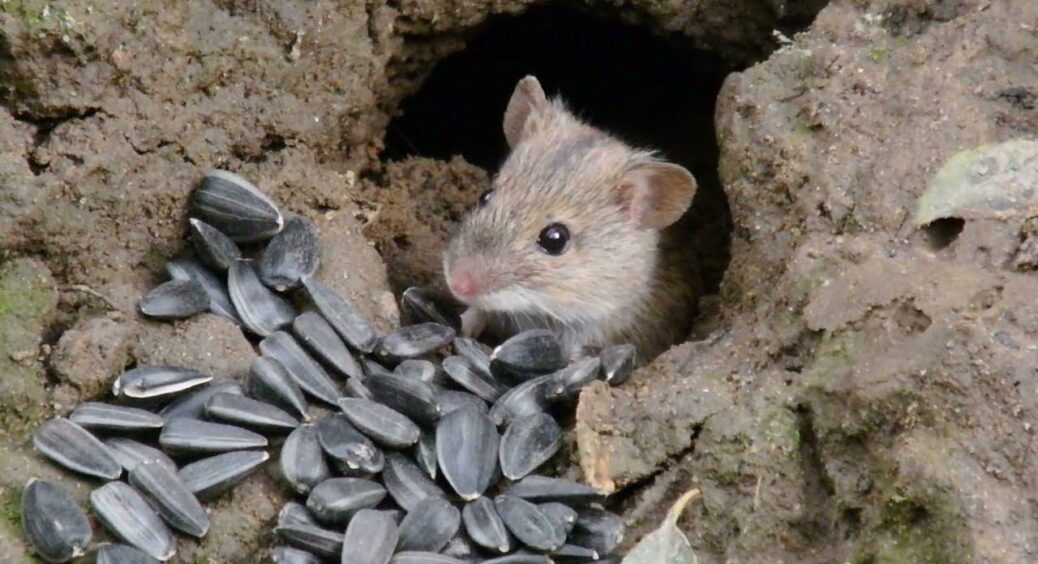 Розклала лавровий лист із ЦІЄЮ сумішшю по кутах – і миші зникли за 2 дні: натуральна пастка на 10 з 10 