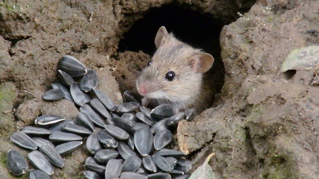 Експерти розповіли, як легко позбутися мишей та щурів