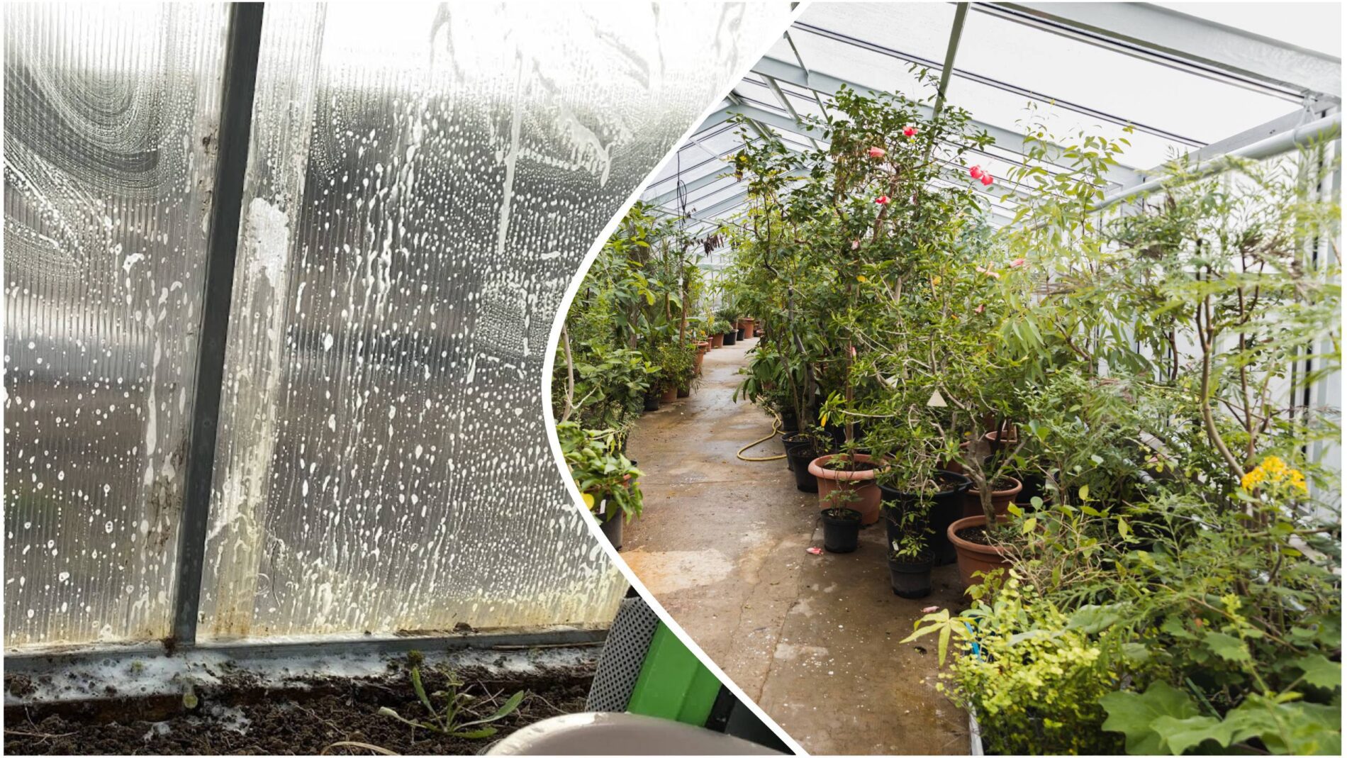 Городники розповіли, чим обробити теплицю, щоб не завдати шкоди конструкції