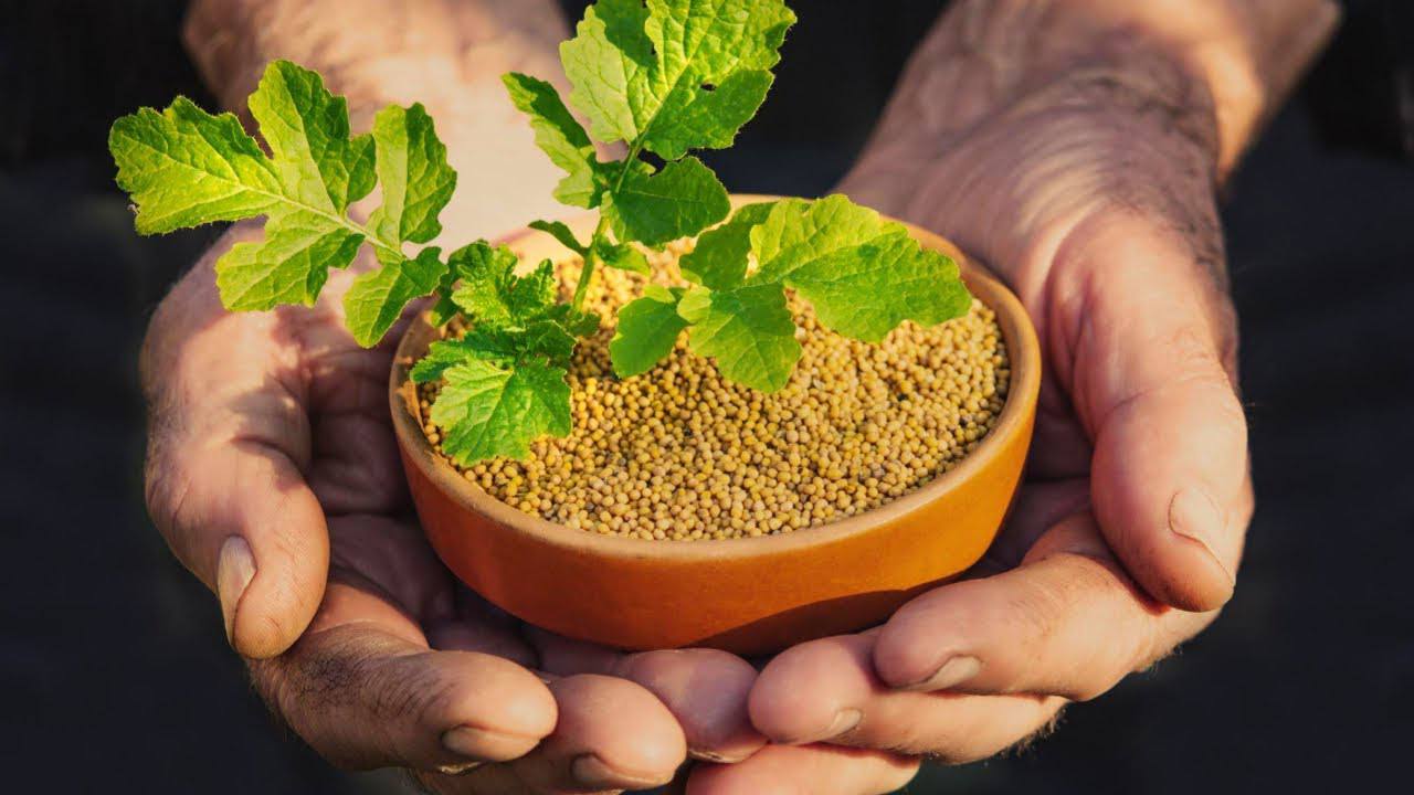 Городники розповіли, як можна ефективно використовувати гірчицю на ділянці