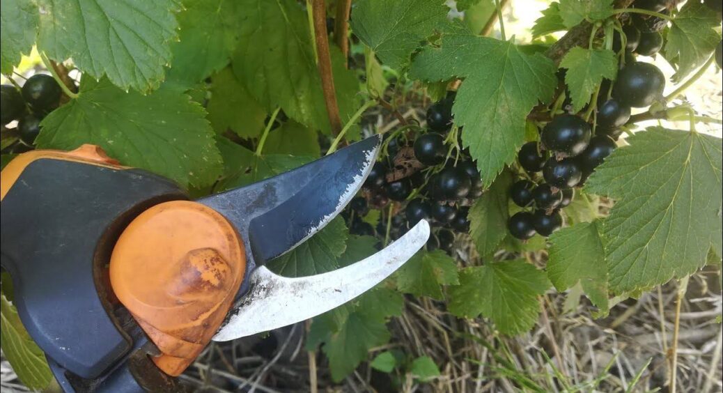 Безжально “чікаю” смородину: рекордний урожай у 2026 році гарантовано – осіння обрізка вирішить усе на 100% 