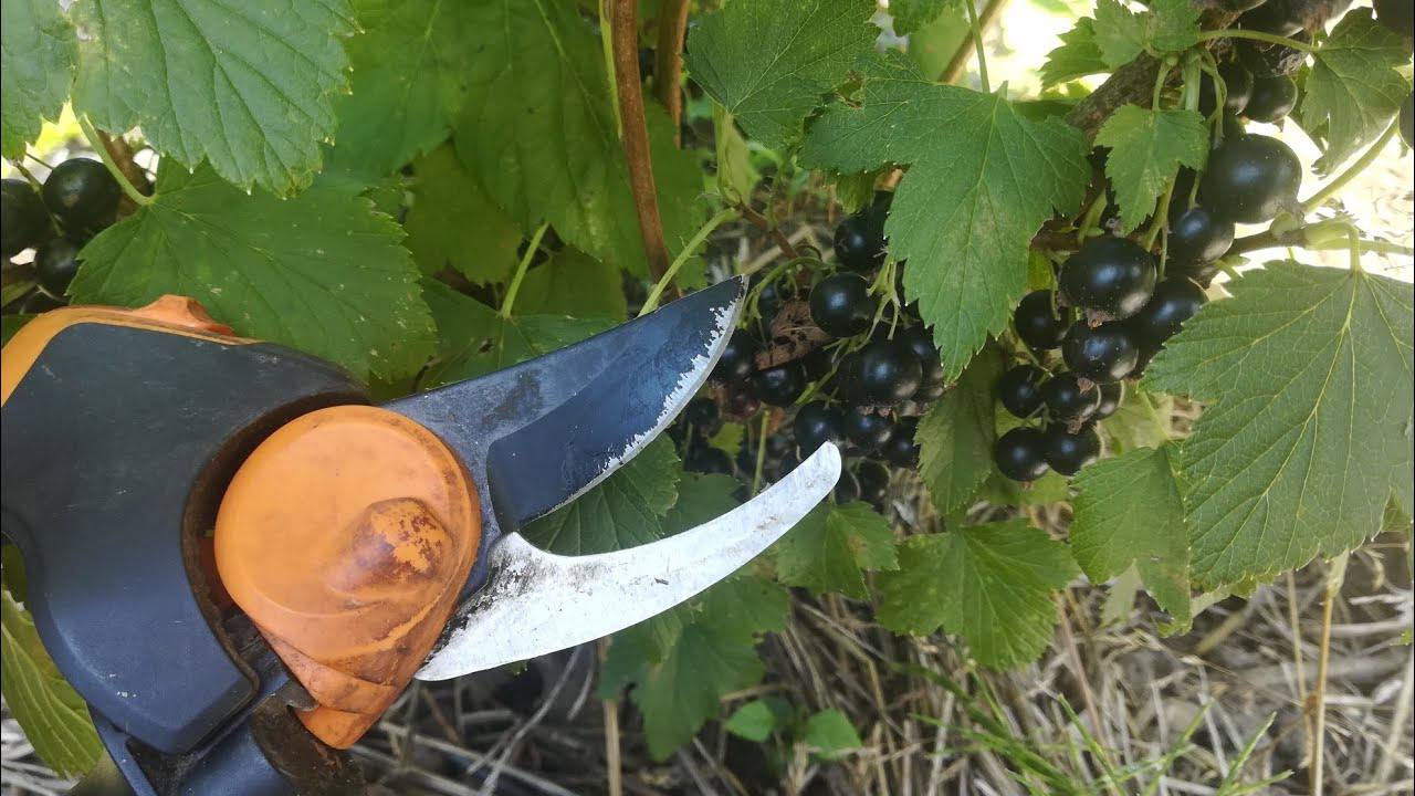 Експерти розповіли про вересневий догляд за смородиною