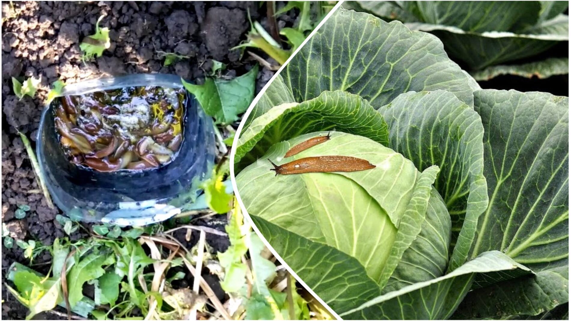 Городники розповіли, як захистити капусту від слимаків у вересні