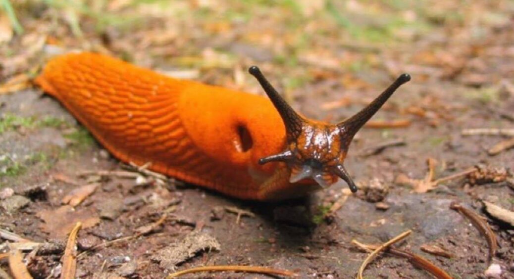 Це не квітка, а “ворог №1” для слимаків: посадила її в 2018 — і досі не морочу собі голову шкідниками 