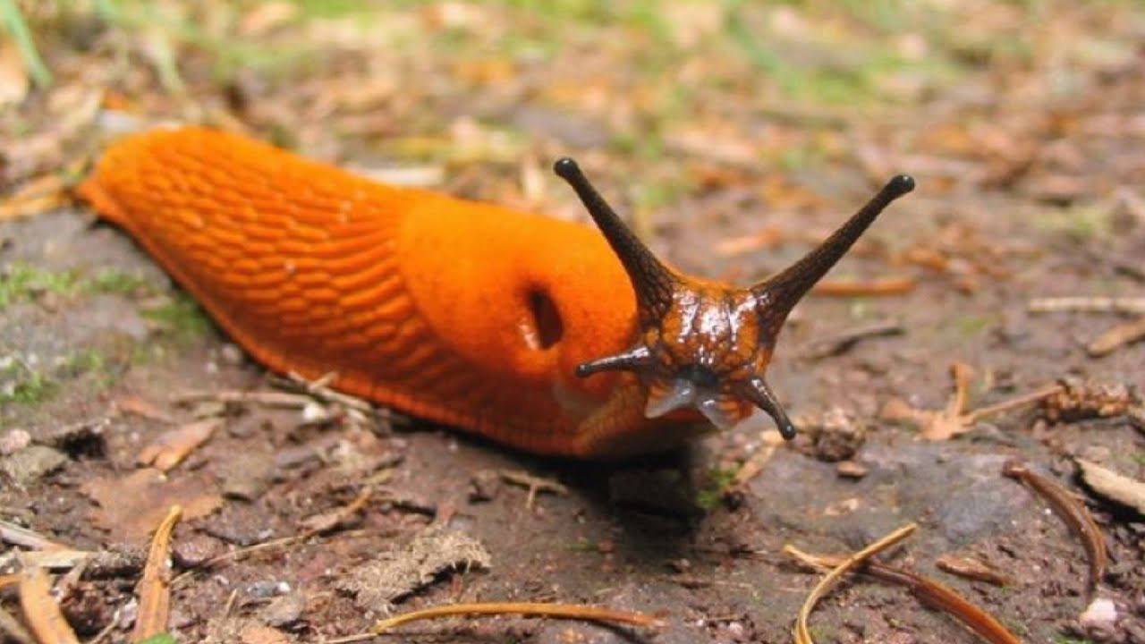 Експерти розповіли, як легко позбутися слимаків