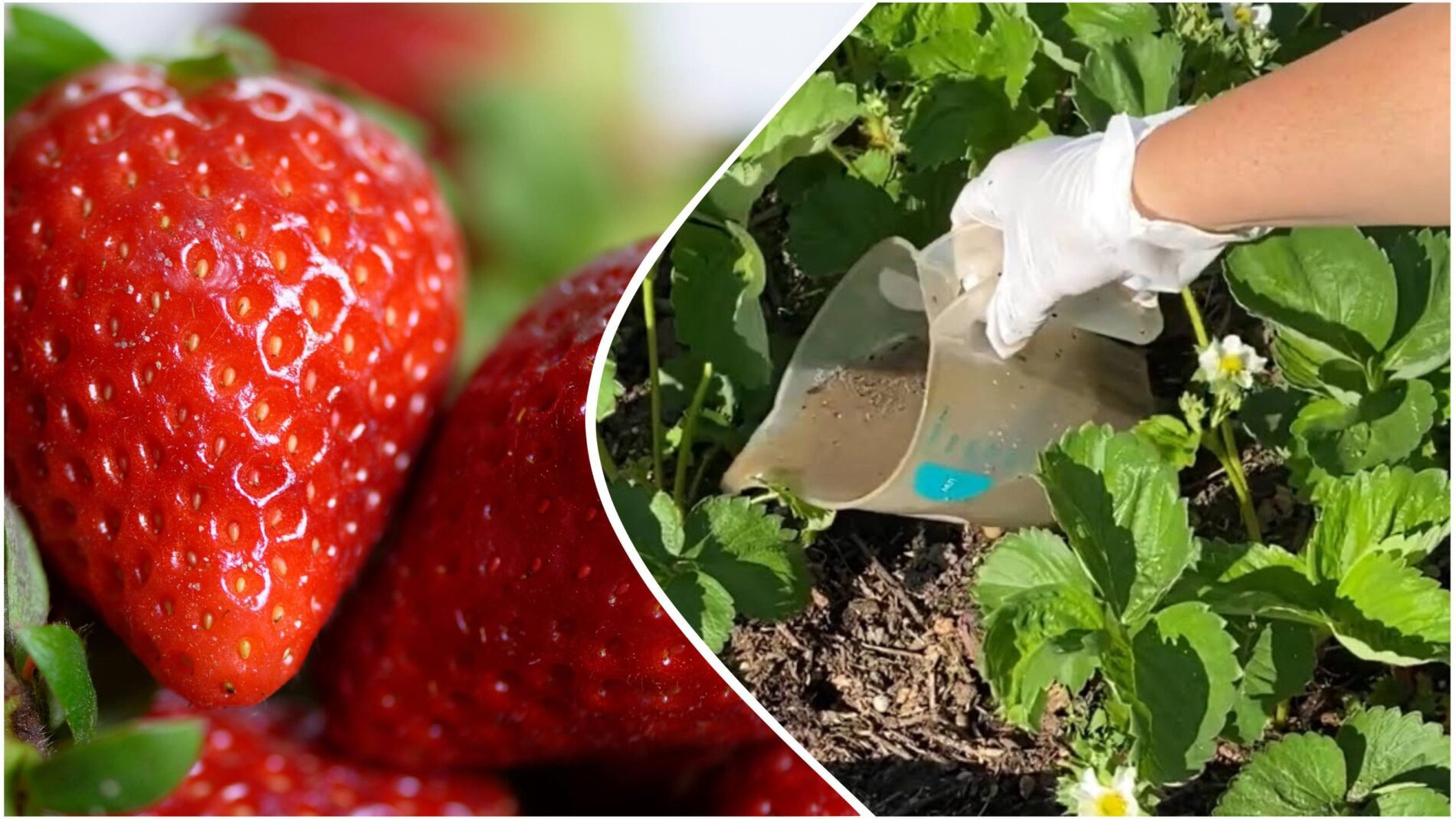 Городники розповіли, чим обовʼязково потрібно полити полуницю восени