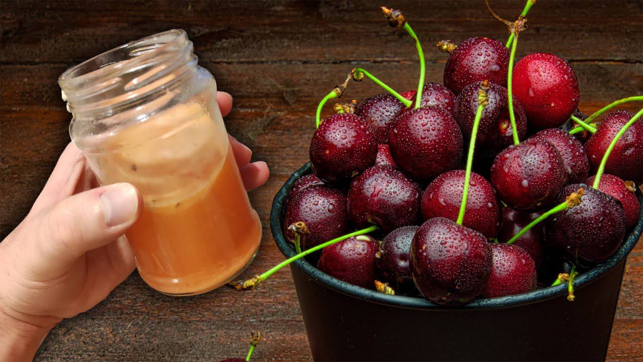 Садівники розповіли, чим підгодувати вишню для великих і соковитих ягід