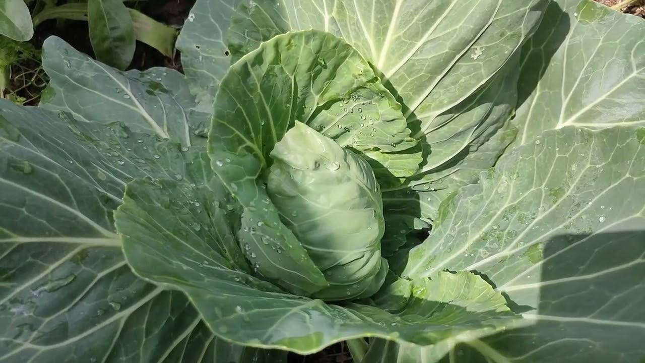 Городники розповіли, як і навіщо поливати капусту молоком та йодом 