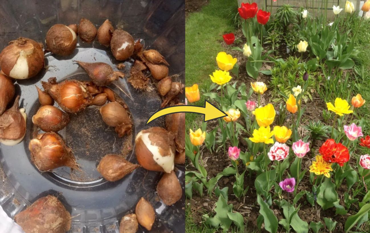 Квітникарі розповіли, як квіти треба обовʼязково посадити у жовтні