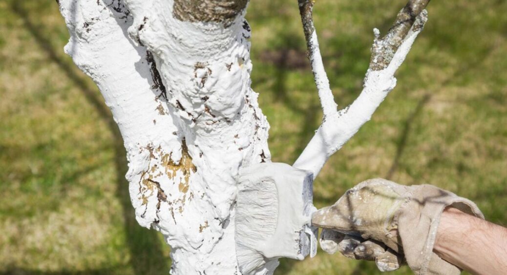 ТОП-6 причин побілити дерева восени – хто б що не казав, а я це робила, роблю і буду робити завжди 