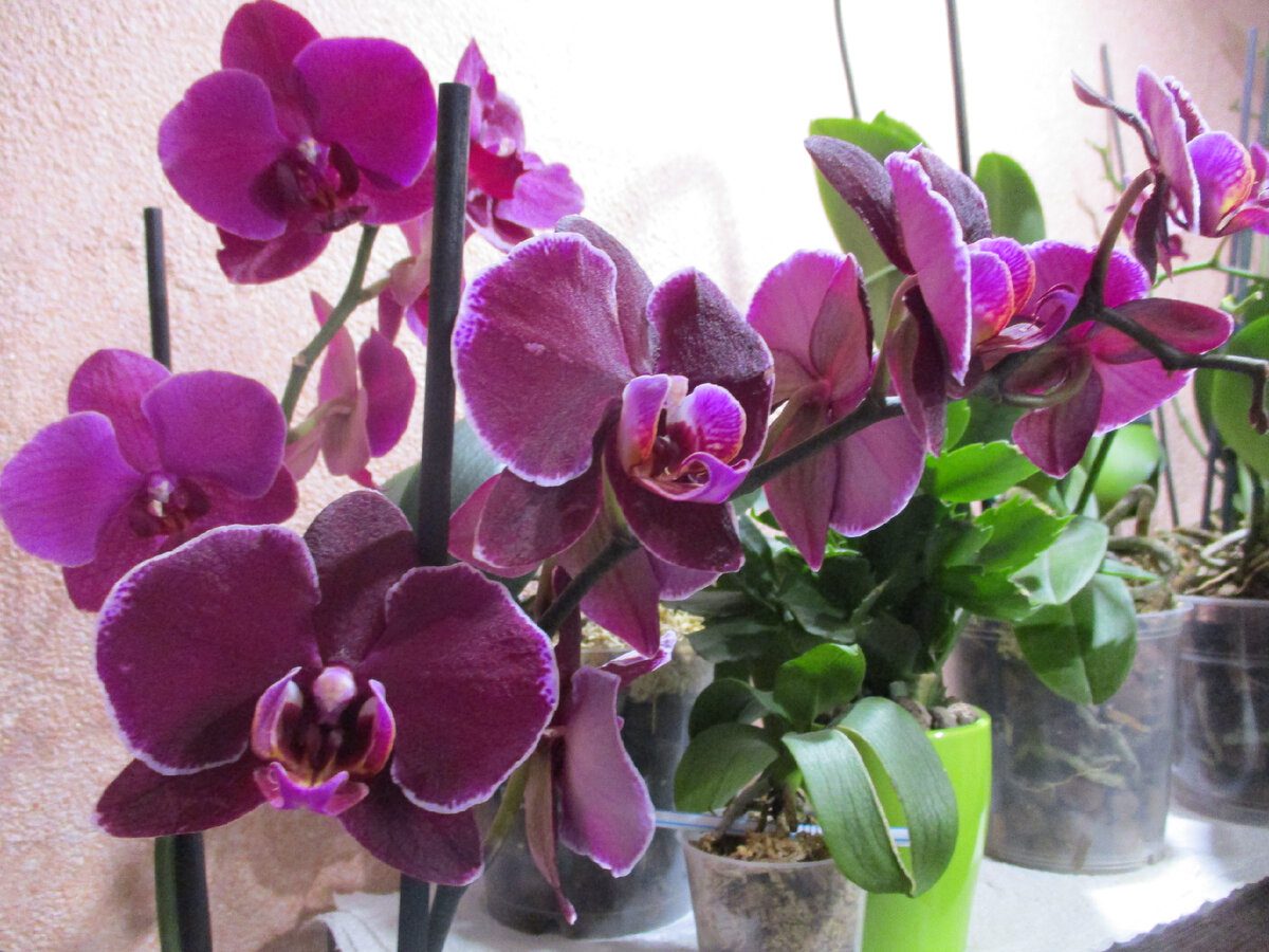 Квітникарі розповіли, як куркума впливає на цвітіння орхідеї