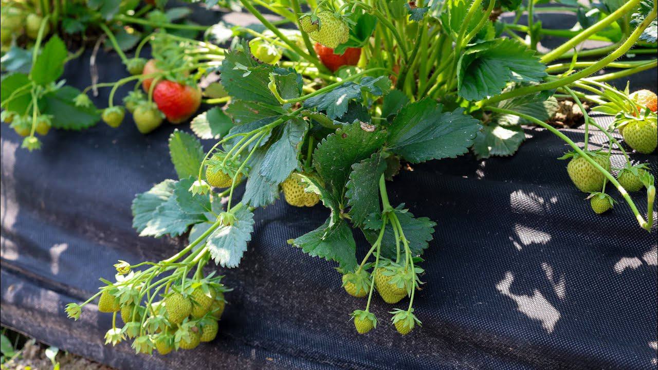 Садівники розповіли, як приготувати розчин для підживлення полуниці восени