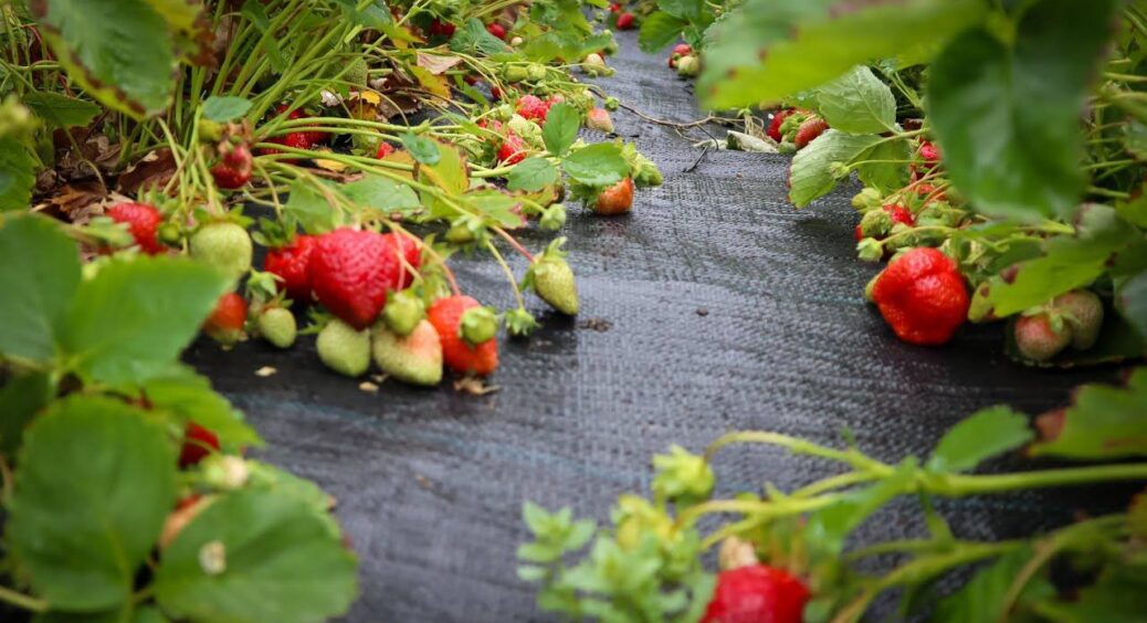 Восени готую розчин з 3 інгредієнтів – і поливаю полуницю: весною кущі оживають і дають у 3 рази більше ягід 