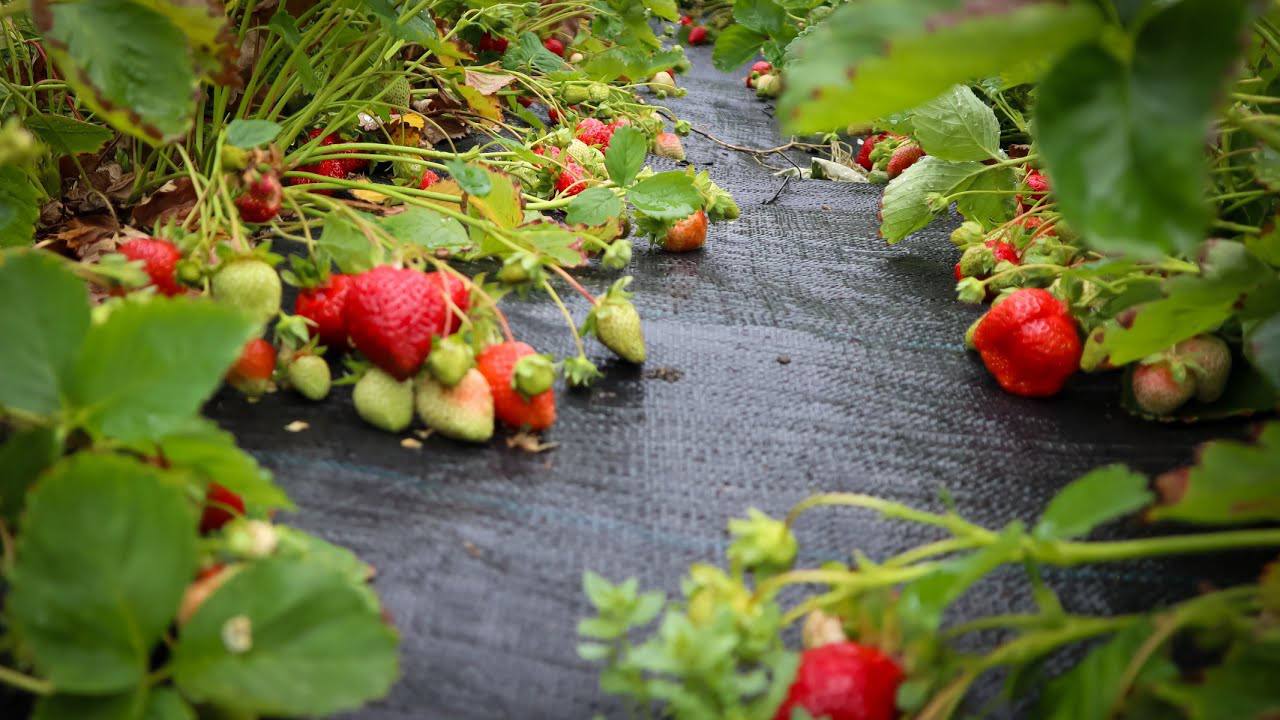 Городники поділилися вдалим методом посадки полуниці