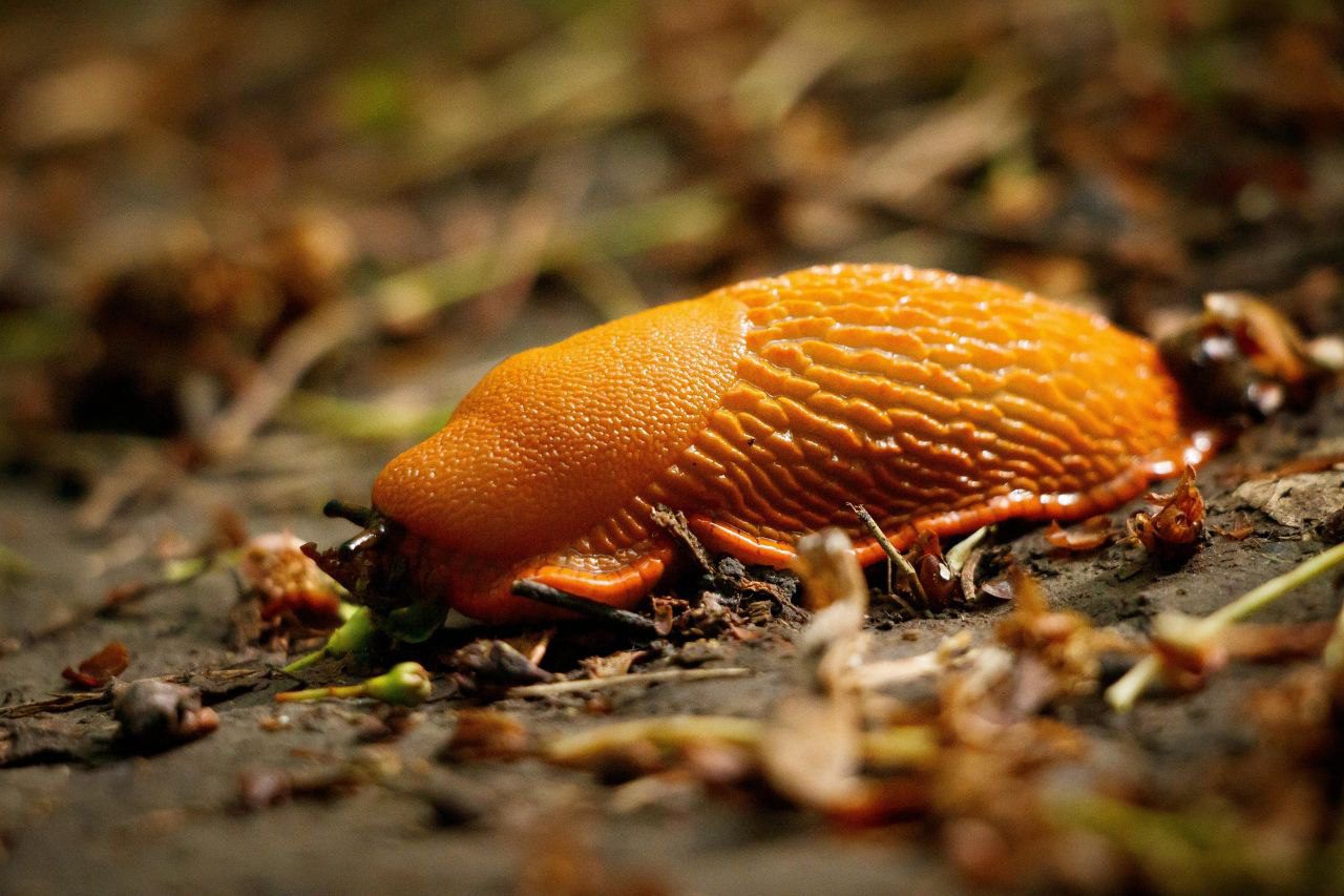 Експерти розповіли, як восени зменшити кількість слимаків на ділянці  