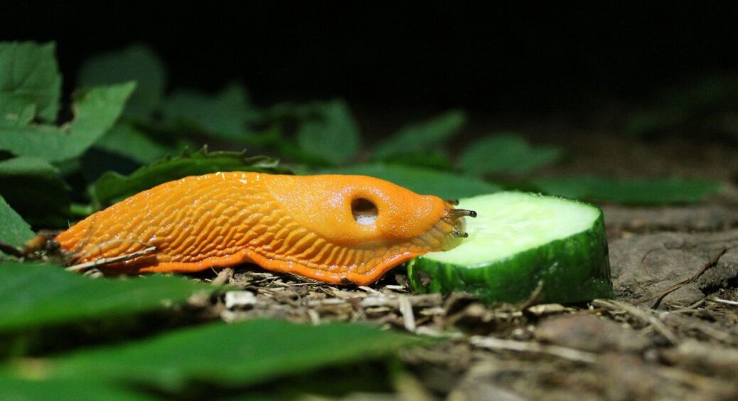 Слимаки втекли з ділянки “як ошпарені”: 5 ефективних трюків за копійки – обов’язково спробуйте ось що 