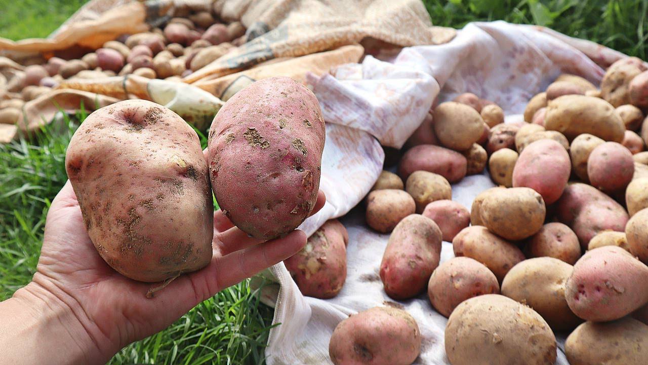 Городники розповіли, як восени обробити ґрунт, щоб збільшити врожайність картоплі  