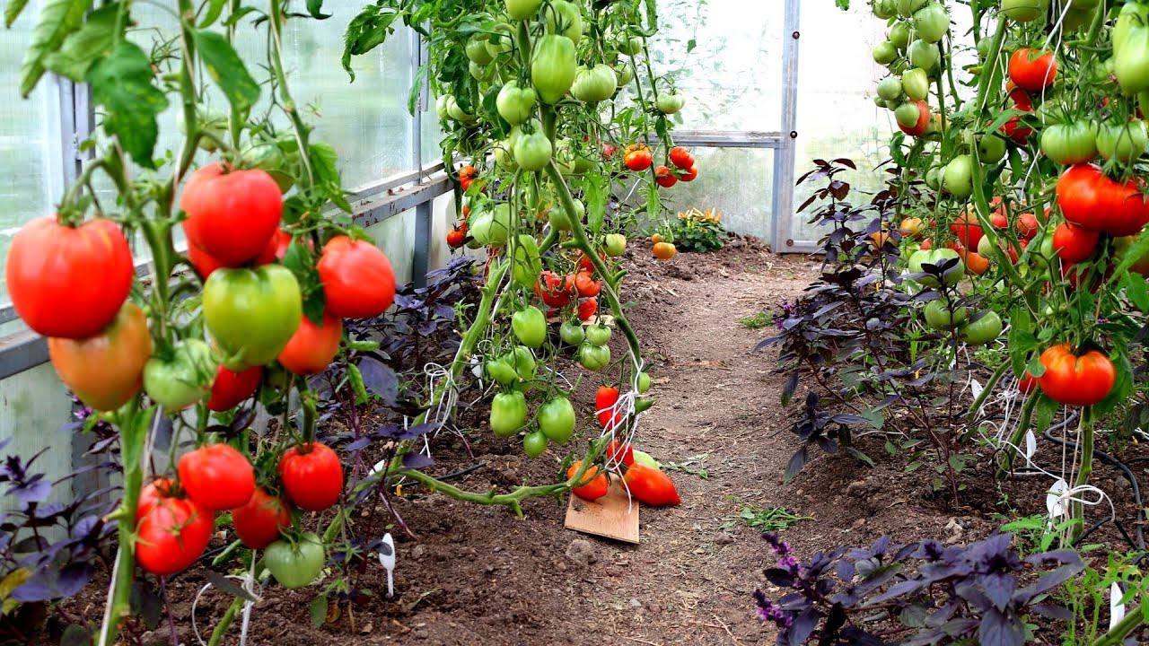Городники розповіли, як досягти великої кількості помідорів після літа