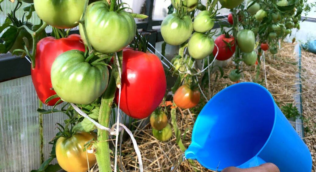 У вересні розводжу розчин із 3 інгредієнтів для обробки помідорів: до листопада збираю ще 25 кг томатів 