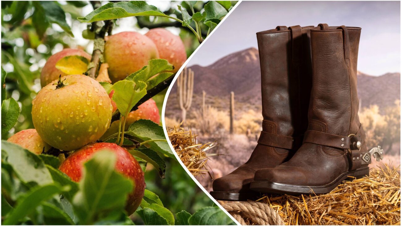 Садівники розповіли, навіщо вішати на яблуню старий чобіт