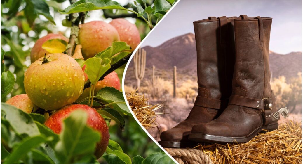 Повісьте на яблуню старий чобіт у вересні – і будете в ауті від результату: 1 простий трюк для дачників 