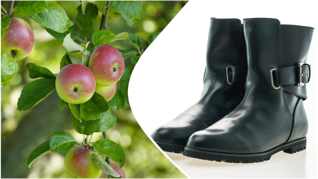 Садівники розповіли, навіщо вішати на яблуню старий чобіт