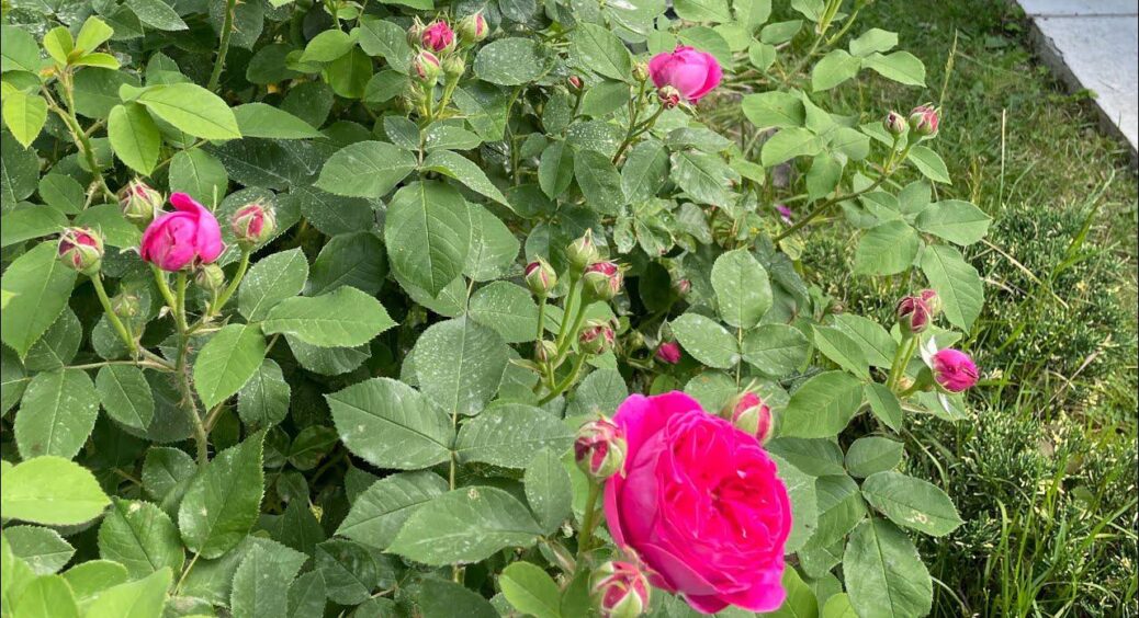 Осінній клопіт: підгледіла, як сусідка доглядає за трояндами у вересні – тепер квіти на 100% готові до зими 