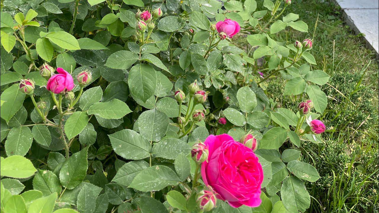 Квітникарі розповіли, що необхідно обов'язково зробити з трояндами у вересні