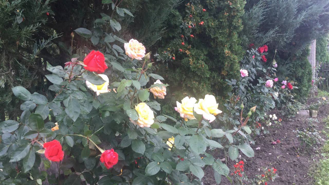 Квітникарі розповіли, що необхідно обов'язково зробити з трояндами у вересні