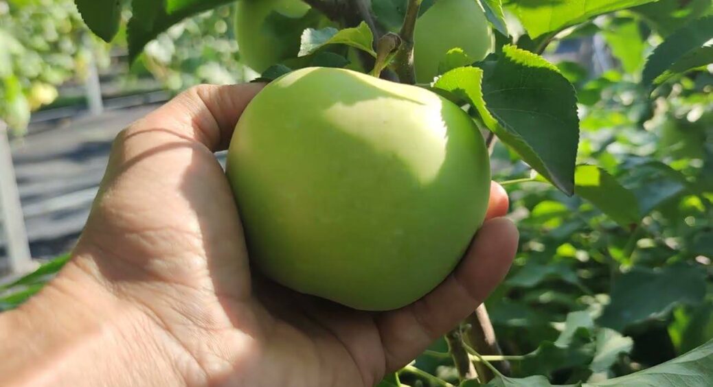 0 гнилих яблук: кум-садівник із 40-річним стажем по-секрету розповів, чим важливо обробити яблуні у вересні 