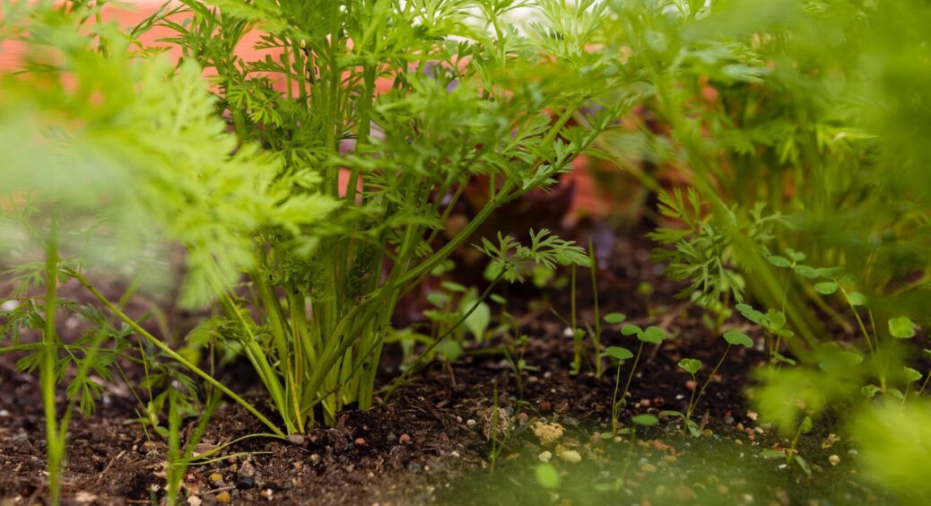 Уже 30 років вирощую зелень у саду: ось що можна посіяти восени, щоб навесні зібрати перший урожай – 5 ідей 