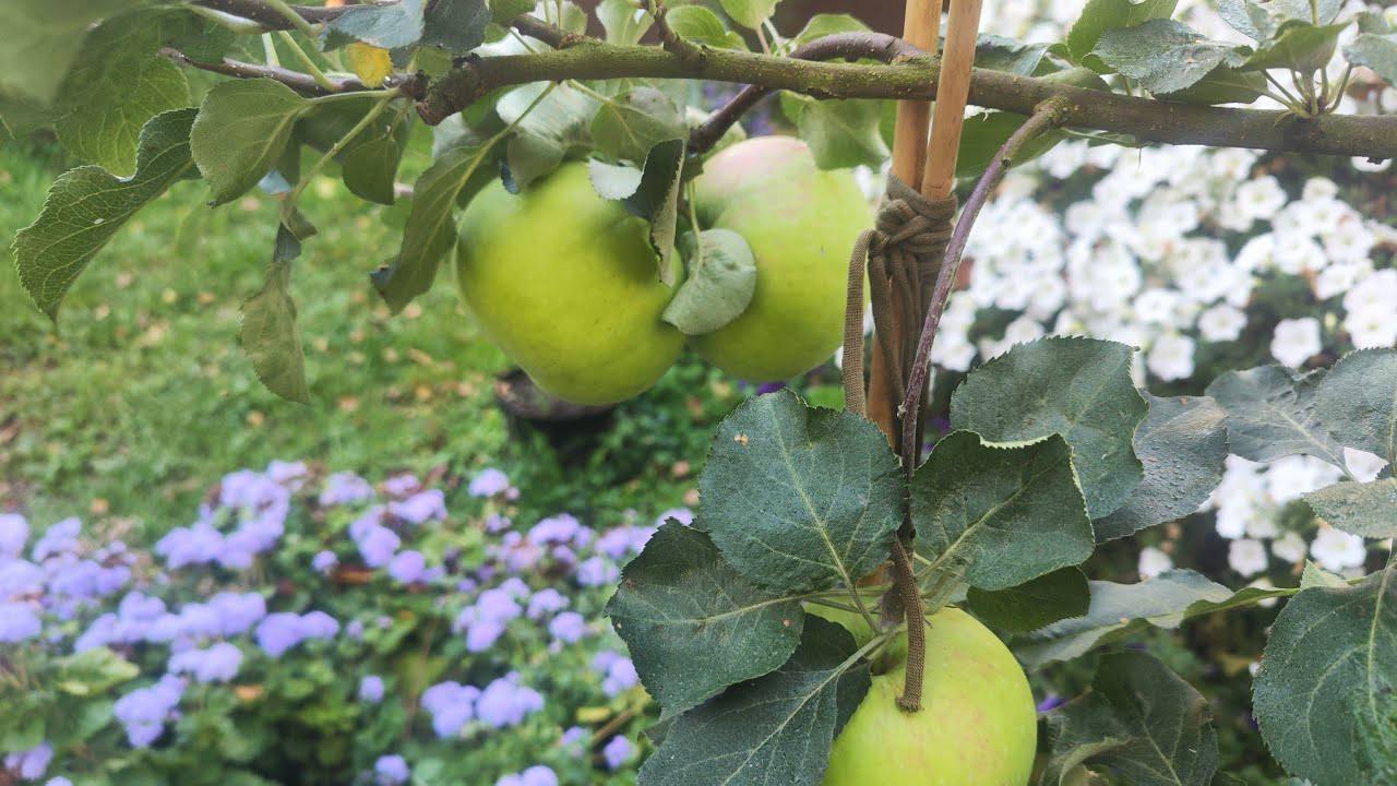 Садівники розповіли, чим важливо обробити яблуні від моніліозу у вересні