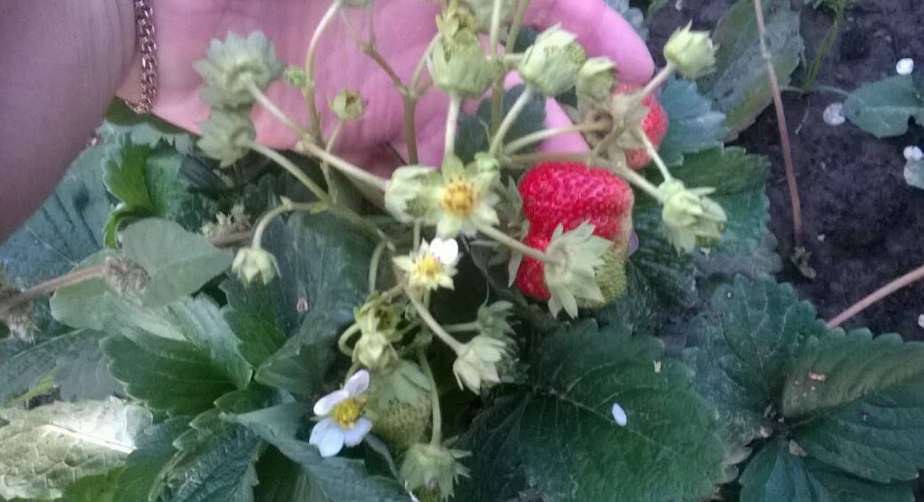 Полуниця щедро віддячить у 2026 році: обов’язково зробіть це у вересні – +300% до смачного врожаю 