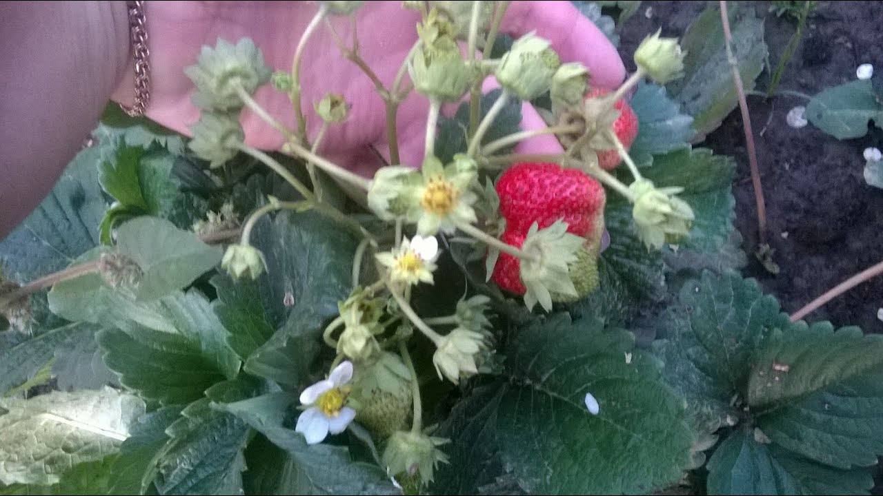 Агрономи назвали прості осінні процедури для майбутнього рясного врожаю полуниці