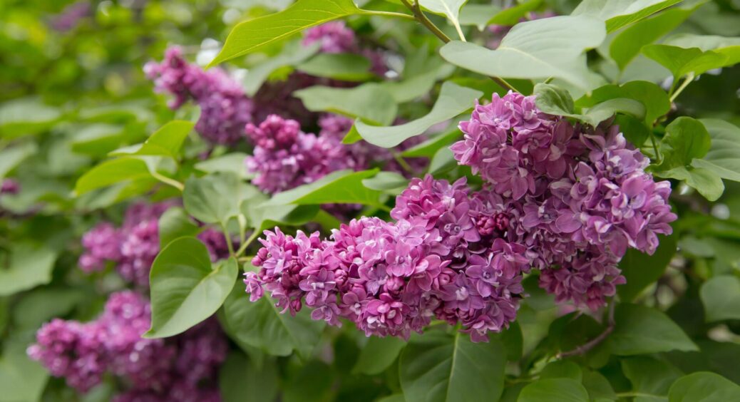 Підслухала у черзі на базарі, що осінь – найкращий час для висадки бузку: у травні вже буде пишне цвітіння 