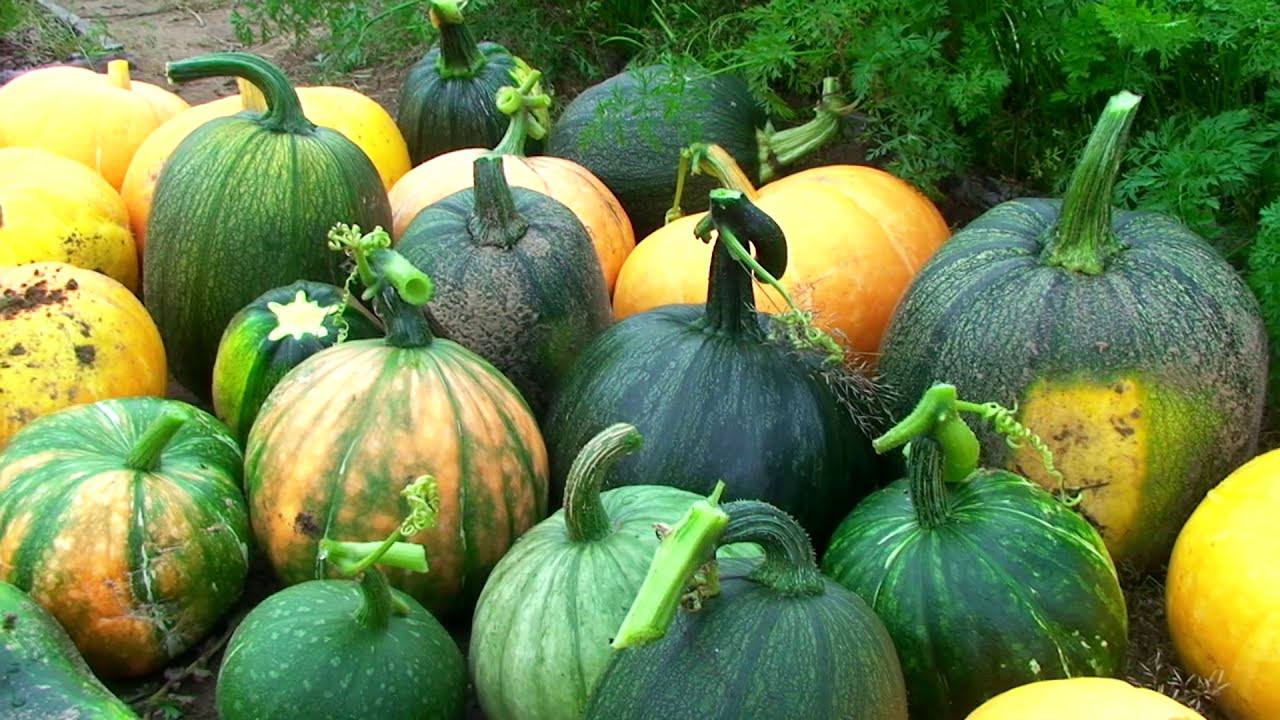 Експерти розповіли, як прискорити дозрівання гарбуза
