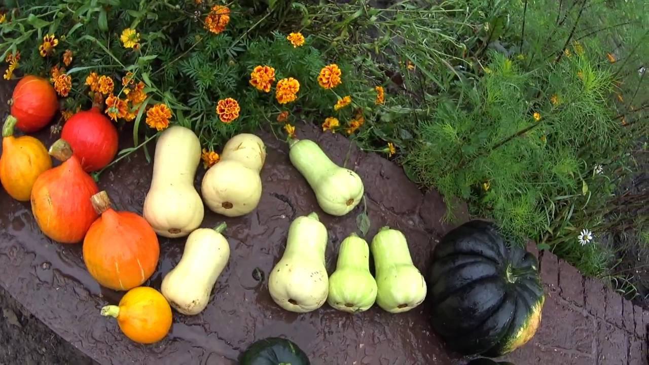 Городники розповіли, як створити відповідні умови для зберігання врожаю гарбузів