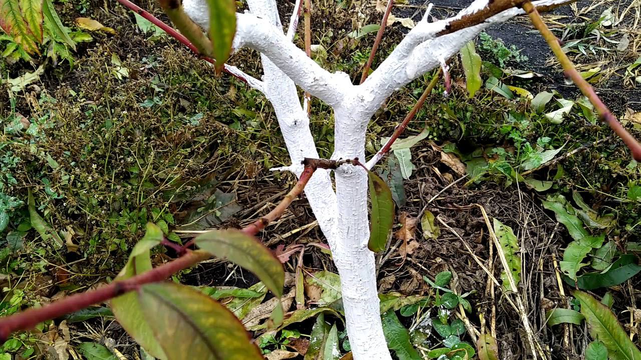 Садівники розповіли, що варто встигнути зробити з деревами до настання холодів